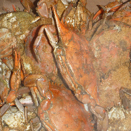 crabs