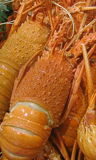 lobster
